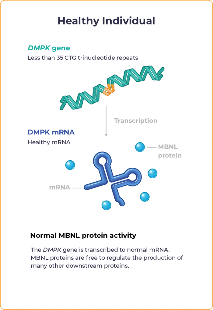 Graphic depicting a healthy individual with normal MBNL protein activity