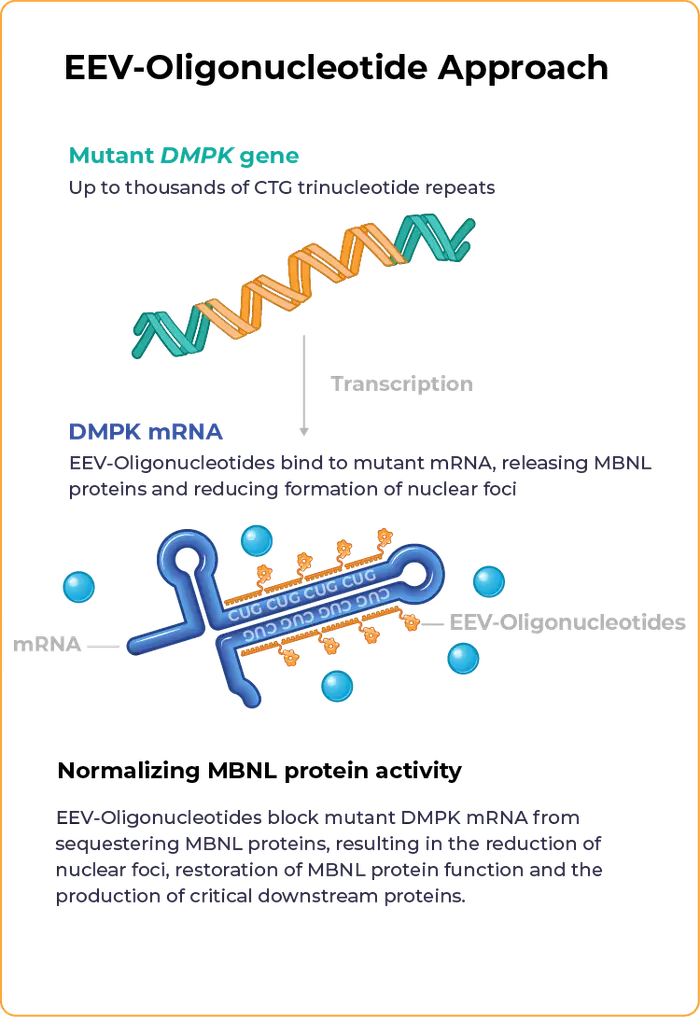 Graphic depicting EEV-Oligonucleotide Approach to normalizing MBNL protein activity