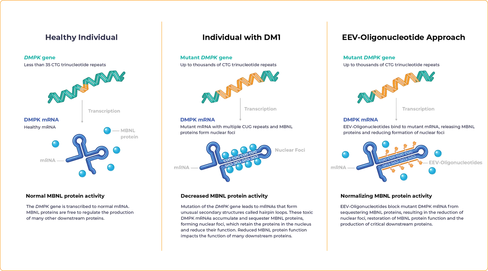 Graphic depicting a healthy individual with normal MBNL protein activity, an individual with DM1 and decreased MBNL protein activity, and EEV-Oligonucleotide Approach to normalizing MBNL protein activity