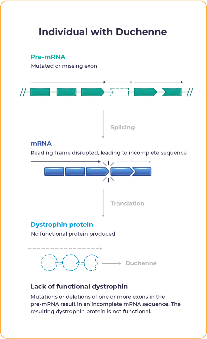 DMD Graphic depicting an individual with Duchenne with lack of functional dystrophin