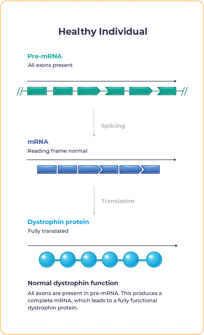 DMD Graphic depicting healthy individual with normal dystrophin function