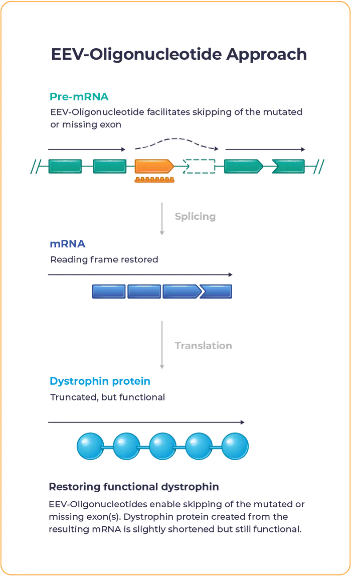 DMD Graphic depicting EEV-Oligonucleotide approach to restoring functional dystrophin