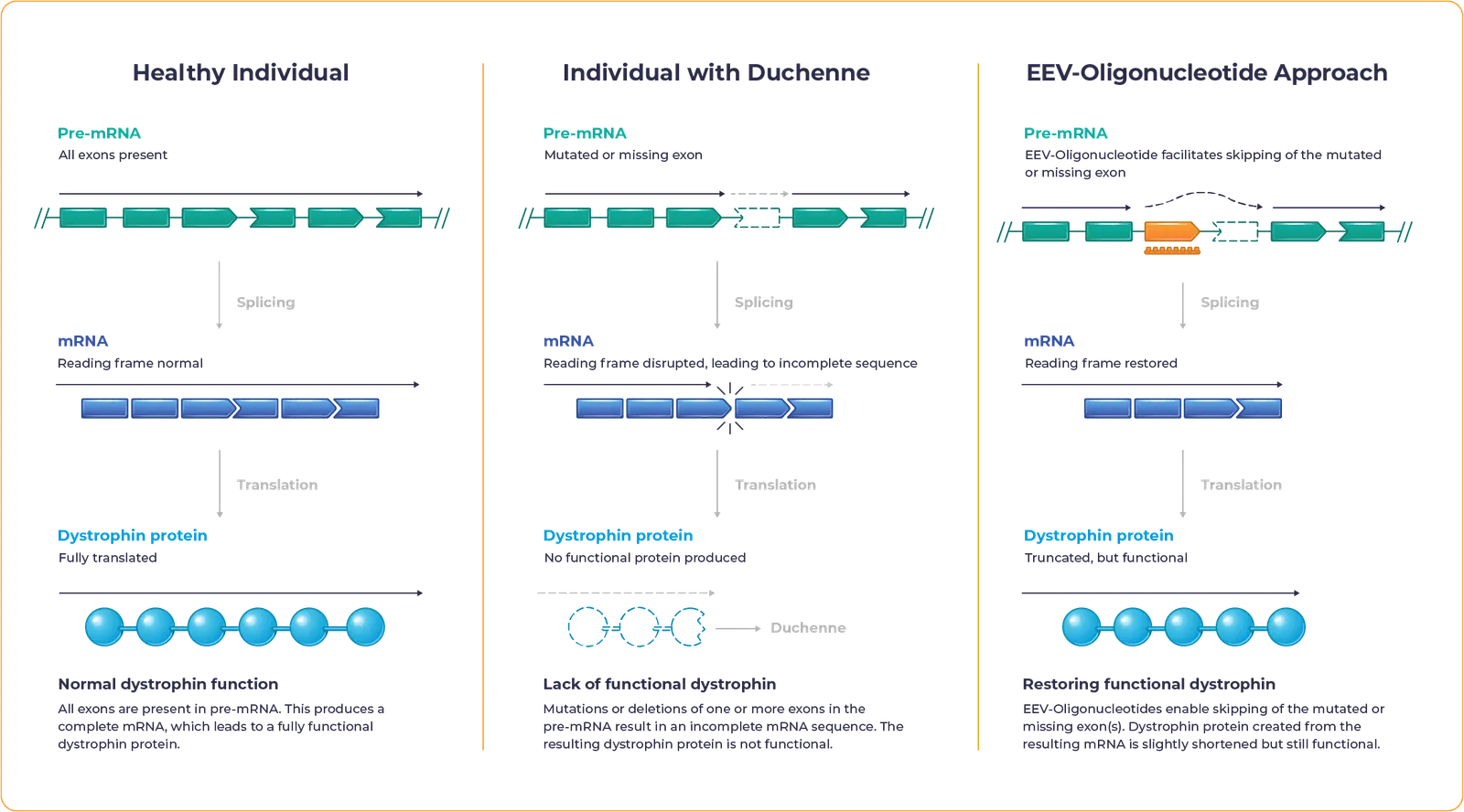 DMD Graphic depicting healthy individual with normal dystrophin function, a individual with Duchenne with lack of functional dystrophin and EEV-Oligonucleotide approach to restoring functional dystrophin